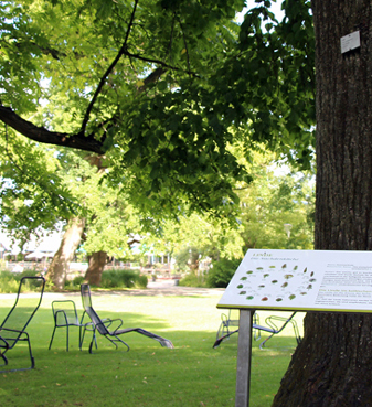 size3_FdLP_KeltischerBaumpfad_neu