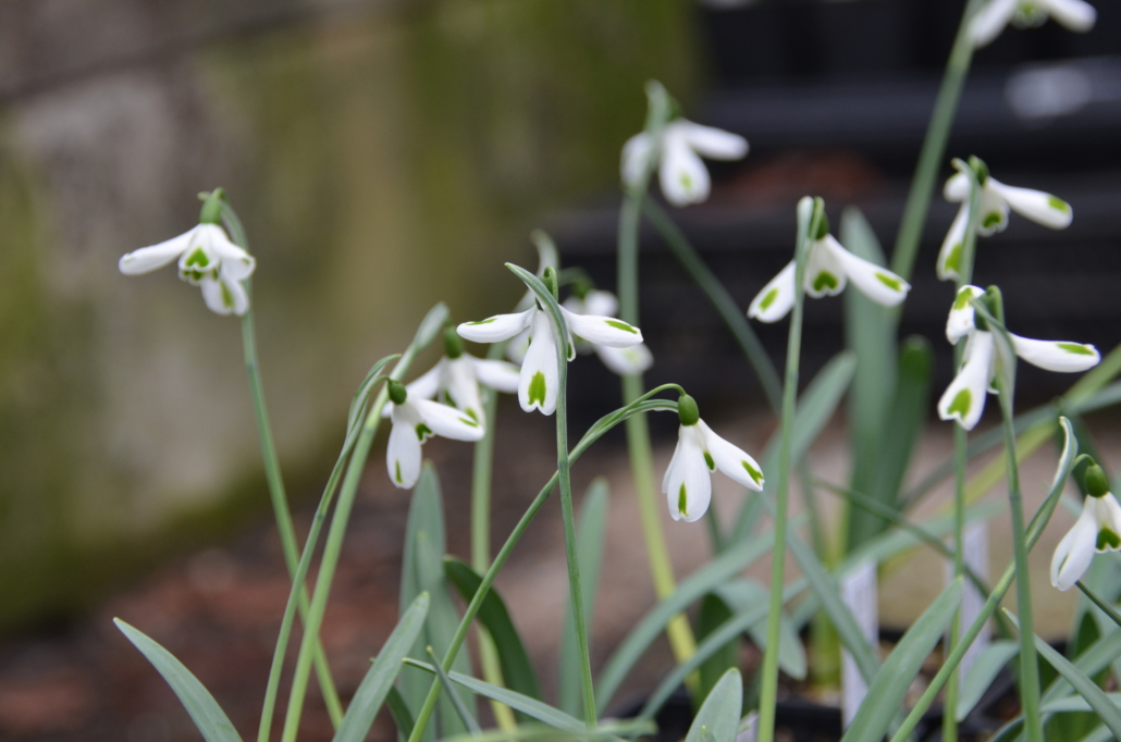 Schneeglöckchen und andere Frühblüher im Luisenpark
