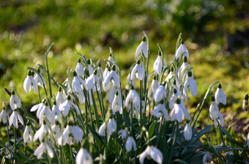 Schneeglöckchen_viele_2